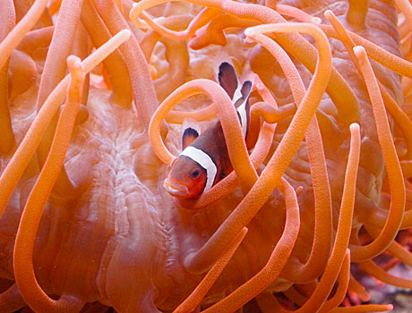 Image of a maroon clownfish in a large sea anemone