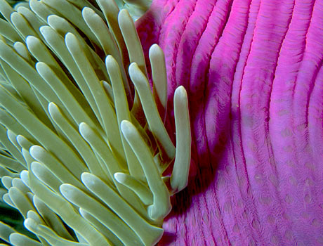Close-up image of a purple base anemone
