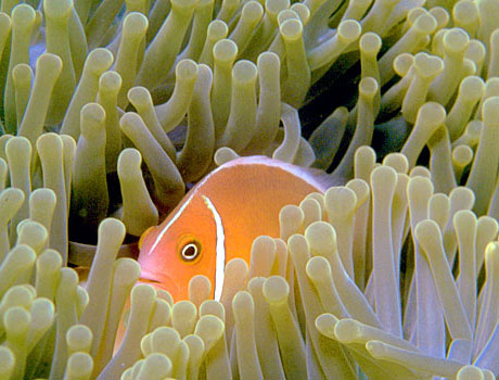 Close-up image of a pink skunk clownfish in a sea anemone