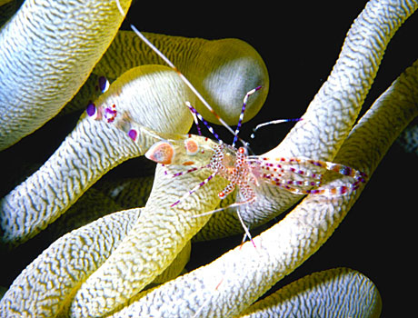 Image of an spotted cleaner shrimp