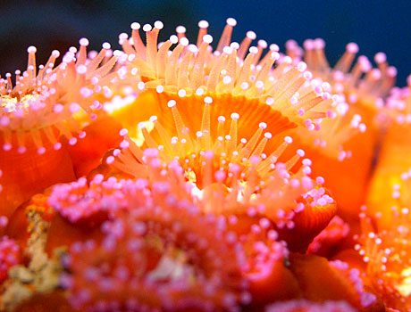 Image of strawberry anemones