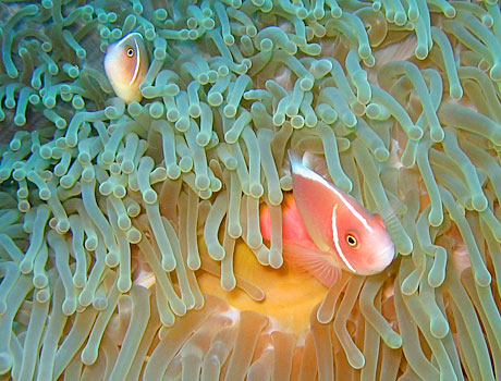 NOAA image of pink anemonefish in a sea anemone
