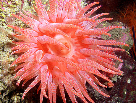 Image of a crimson anemone