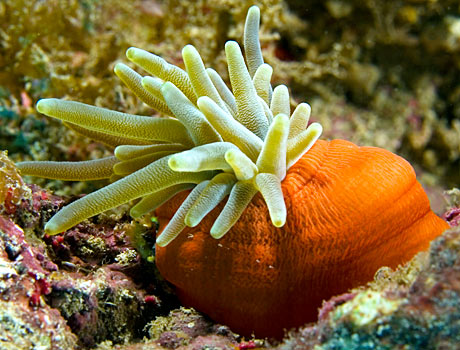 Image of a giant anemone