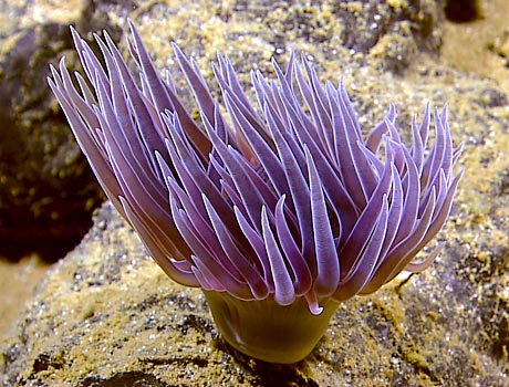NOAA image of a deep water purple anemone