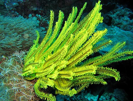 NOAA image of a yellow crinoid