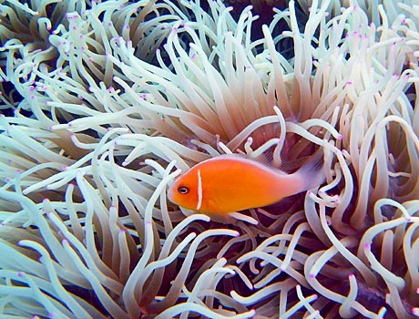 NOAA image of a pink anemonefish in a pink-tipped sea anemone