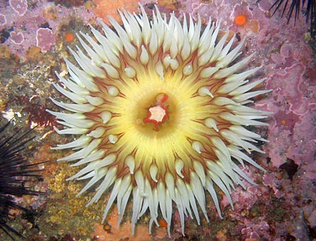 NOAA image of a fish-eating anemone in the Pacific Ocean