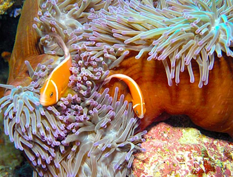 NOAA image of a pink skunk clownfish in a pink-tipped sea anemone