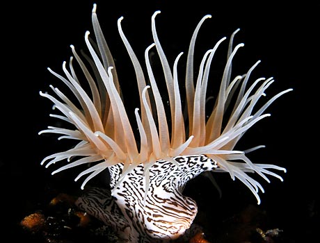 Image of a zebra striped gorgonian wrapper