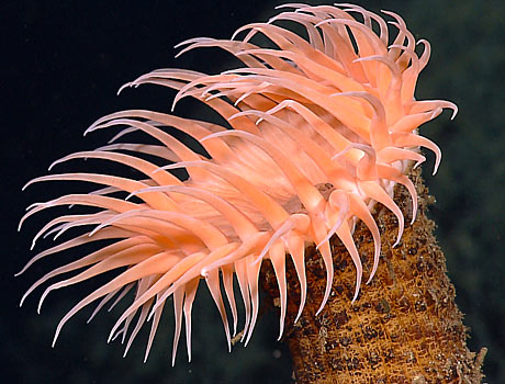 NOAA image a deep water orange anemone