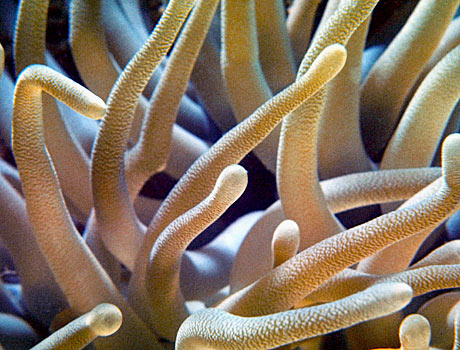 CLose-up image of anemone tentacles