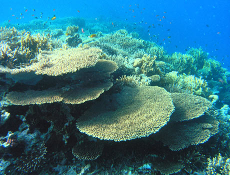 Image of a coral reef with large acropora coral plates