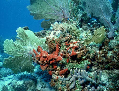 Image of a coral reef with sea fans and sponges