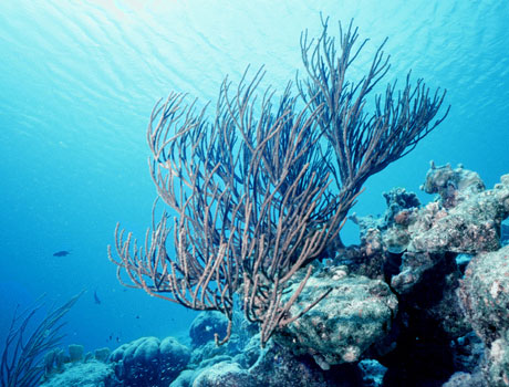 Image of a coral reef with gorgonian corals