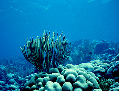 Image of a coral reef composed mainy of starlet coral