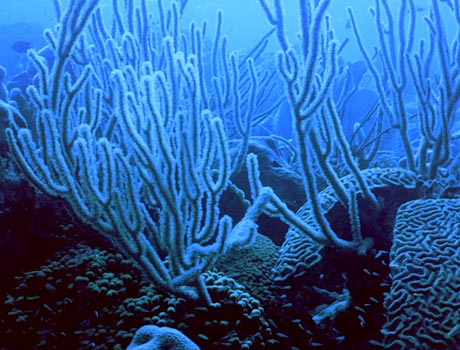 Image of a coral reef with a forest of gorgonians