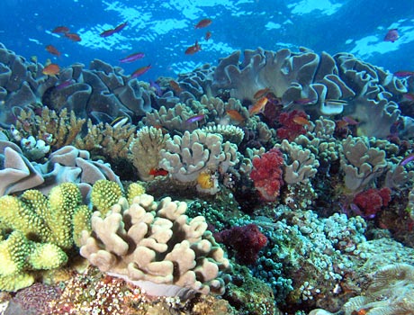 NOAA Image of a coral reef with a variety of stony corals