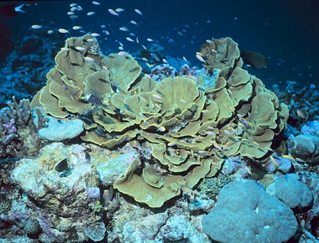 NOAA Image of a large cabbage coral formation