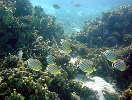 NOAA Image of a school of pebbled butterflyfish on a coral reef