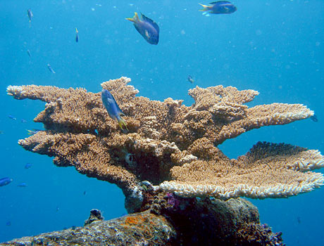 NOAA Image of a large elkhorn coral structure