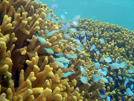 NOAA Image of a large group of blue-green chromis above Pacific finger coral