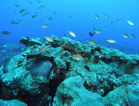NOAA Image of a school of brown chromis above a rocky reef
