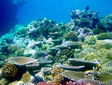 NOAA Image of a coral reef with acropora table coral