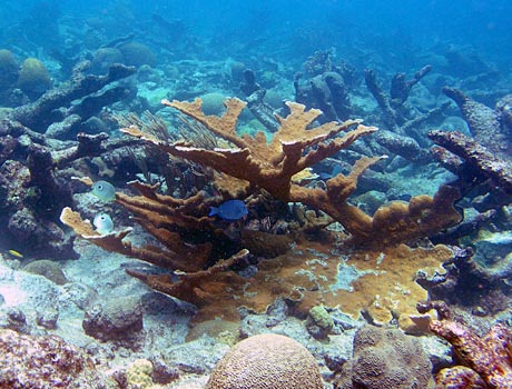 NOAA Image of a forest of elkhorn corals