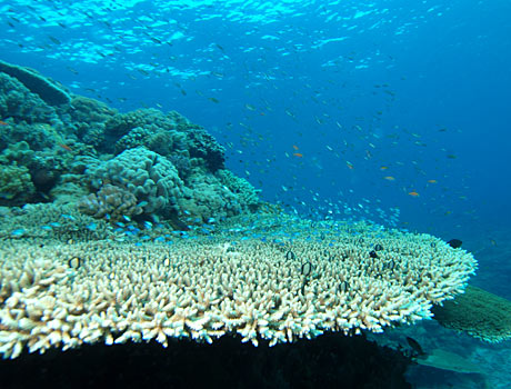 Image of a large table coral shelf