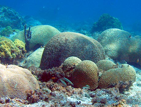 NOAA image of a brain coral reef