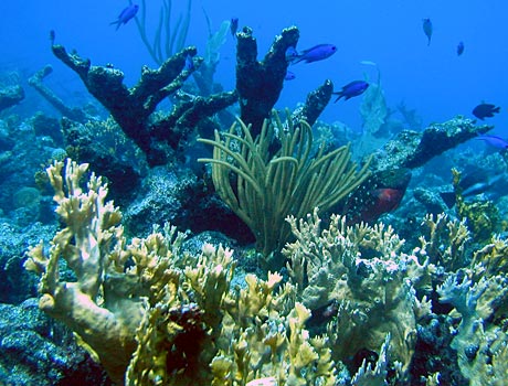NOAA image of a Caribbean coral reef