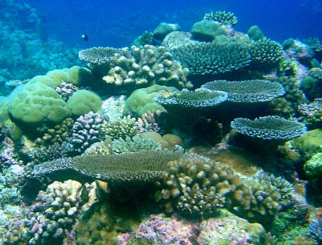 NOAA image of a Pacific coral reef in Micronesia