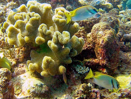 NOAA image of corals and fish on the Great Barrier Reef