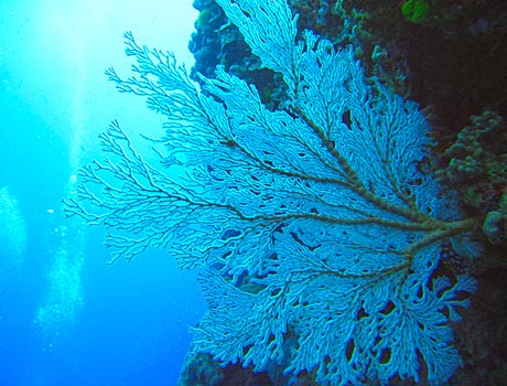 NOAA image of a large sea fan on the Great Barrier Reef