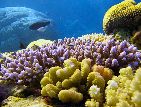 NOAA image of colorful corals on the Great Barrier Reef