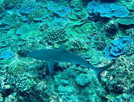 NOAA image of gray reef shark swimming above a Pacific coral reef