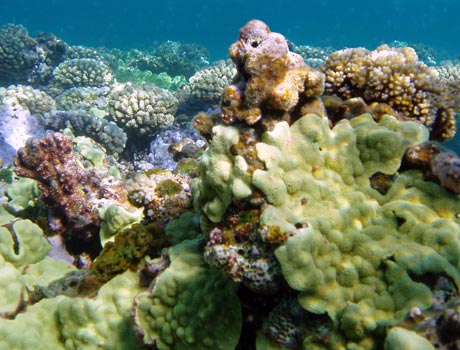 NOAA image of a coral reef off the coast of Hawaii