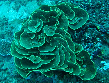 NOAA image of a giant cabbage coral formation
