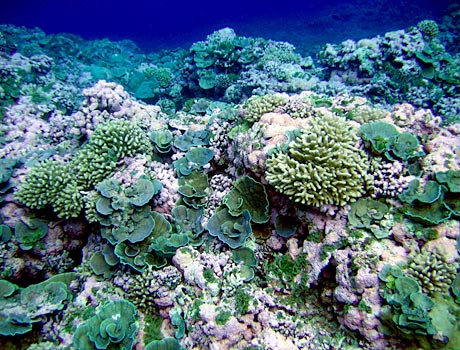 NOAA image of a green and pink reef near Swains Island in American Samoa