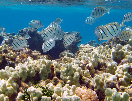 NOAA image of a group of convict tangs swimming above a coral reef in Hawaii
