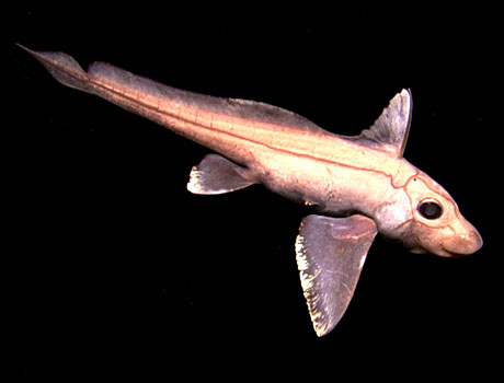 NOAA Image of a deep sea chimaera