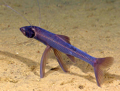 NOAA Image of a deep sea tripod fish