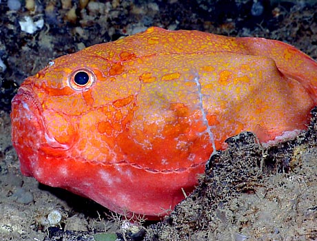 NOAA Image of a deep sea gaper