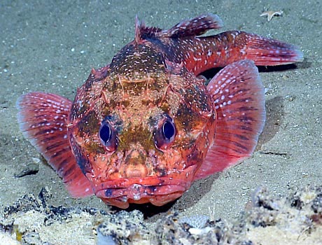 NOAA Image of a spiny scorpionfish