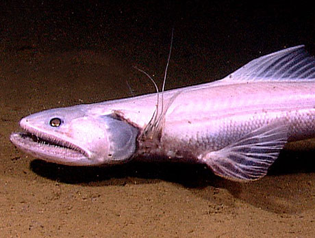 NOAA Image of a deep sea lizardfish