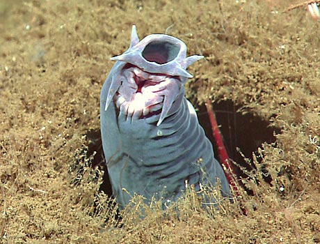 NOAA Image of a Pacific hagfish