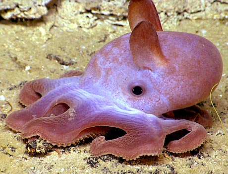 NOAA Image of a dumbo octopus