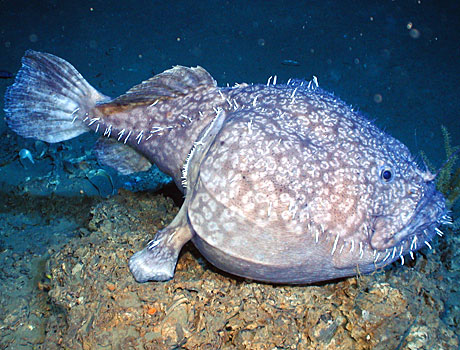NOAA Image of a deep sea anglerfish known as deep-water goosefish