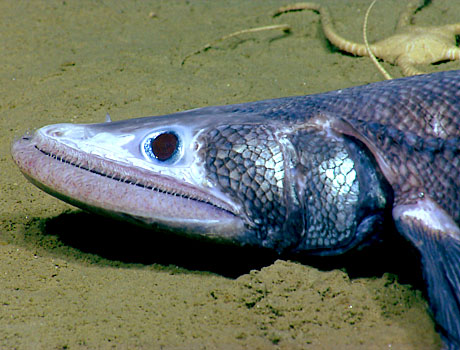 NOAA Image of a deep sea bathysaurus fish